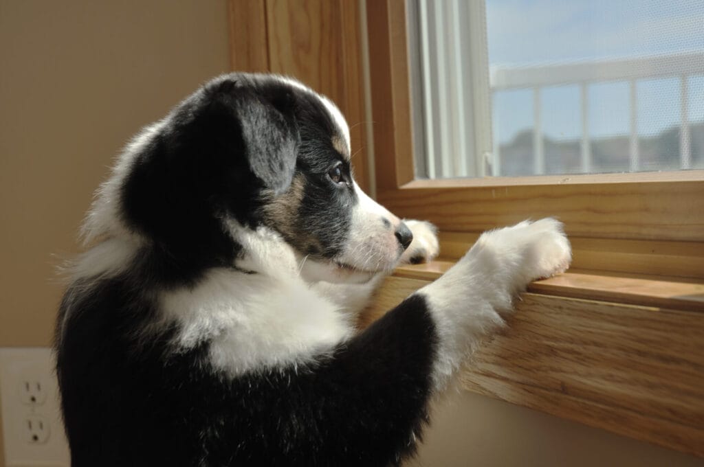 black and white dog home alone looking outside window