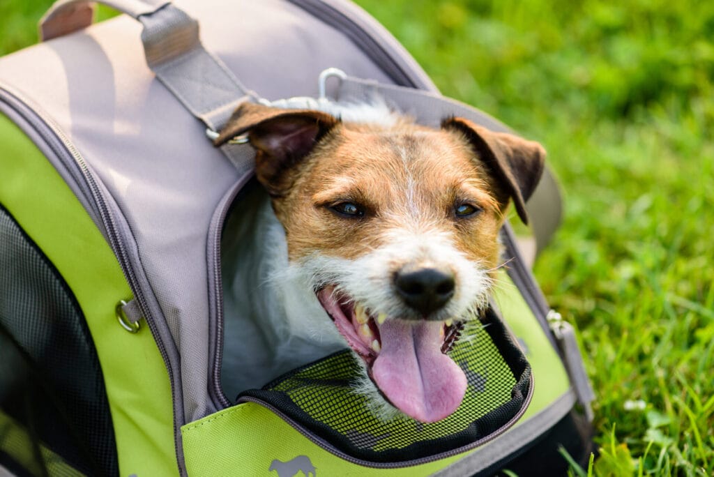 happy dog inside a gray and green dog carrier