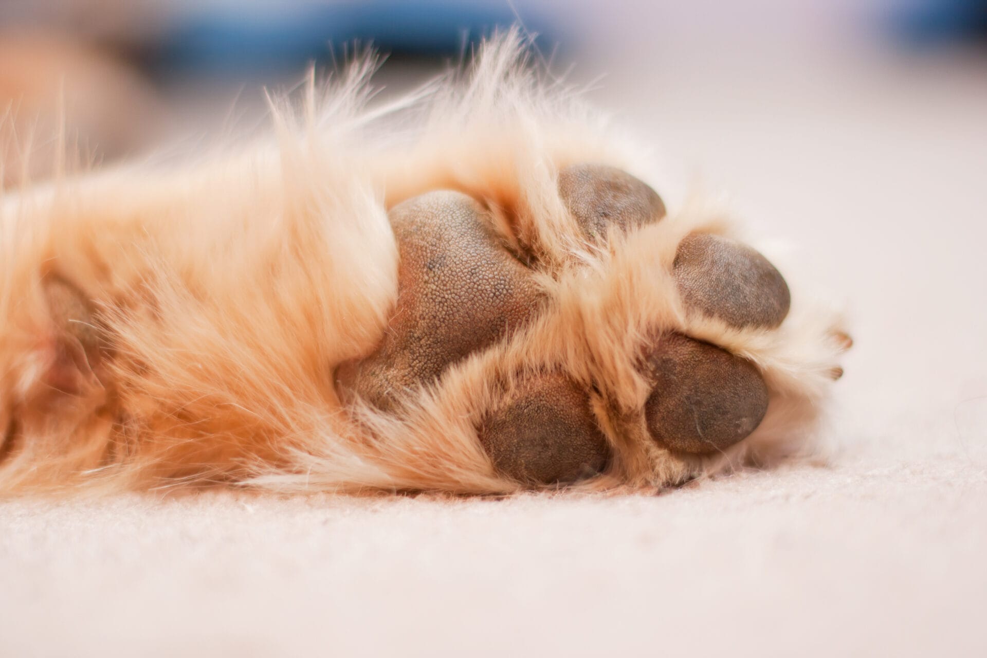 Paws that smell like fritos sideways on the carpeted floor
