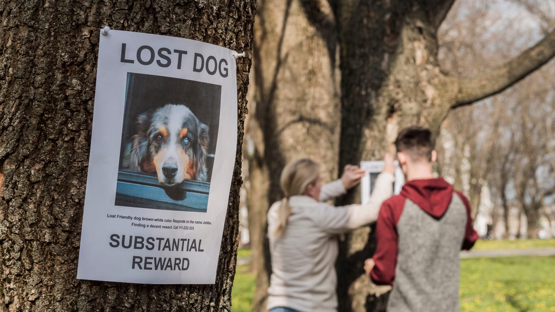 lost dog sign on a tree with couple putting up signs in the background