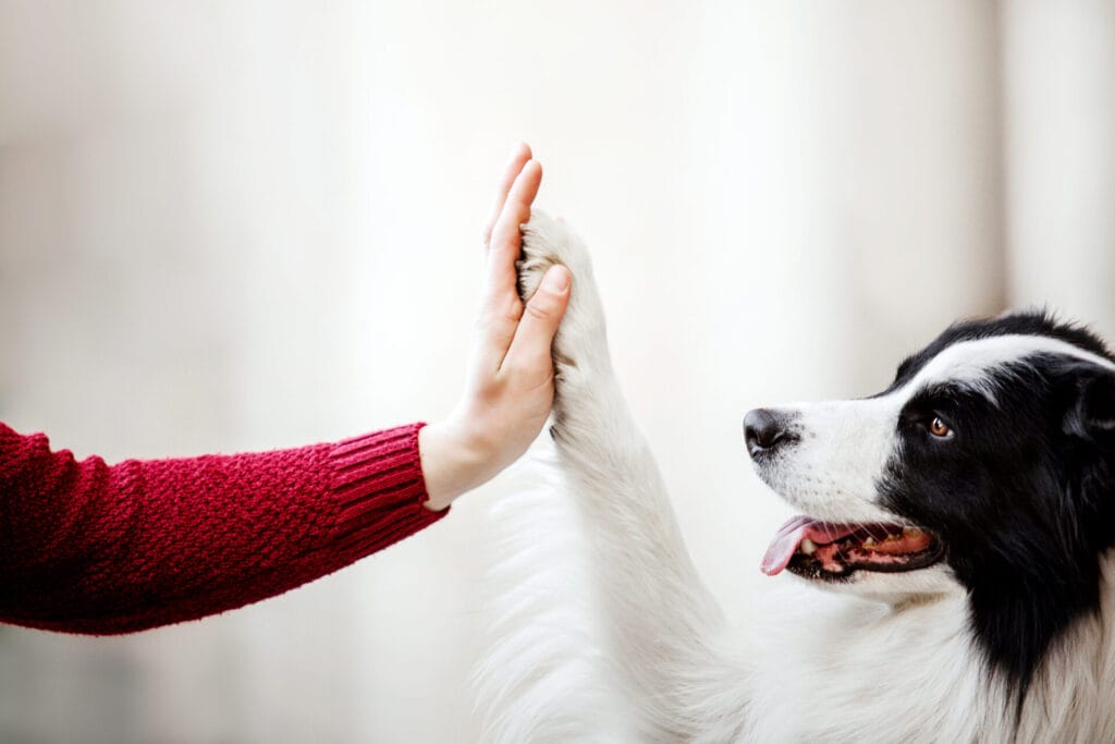 dog with frito paws giving a human hand a high five