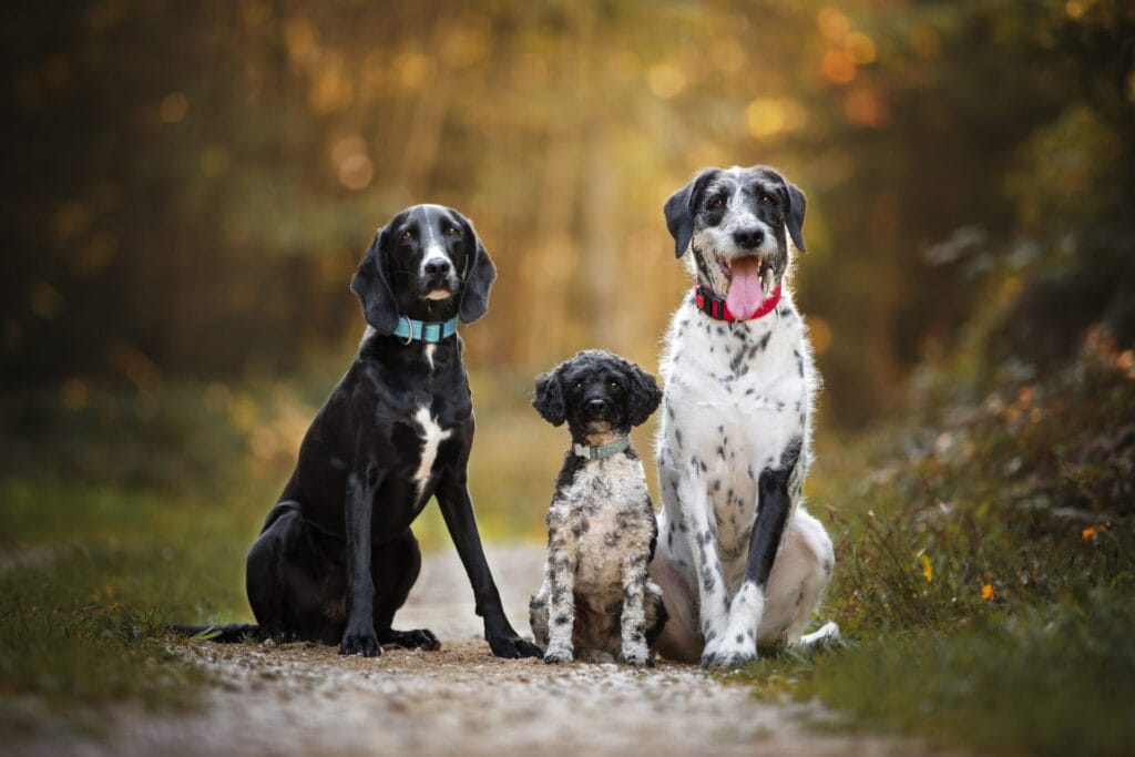 multiple dogs sitting outside and posing for a camera