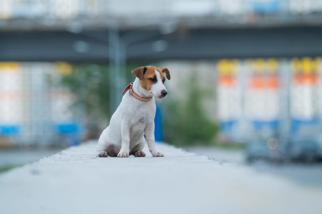 lost dog on the sidewalk