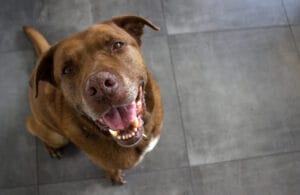 senior dog sitting and showing teeth as a result of good dental care