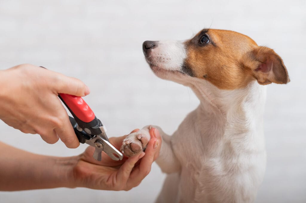 dog getting their nails trimmed to prevent broken dog nail