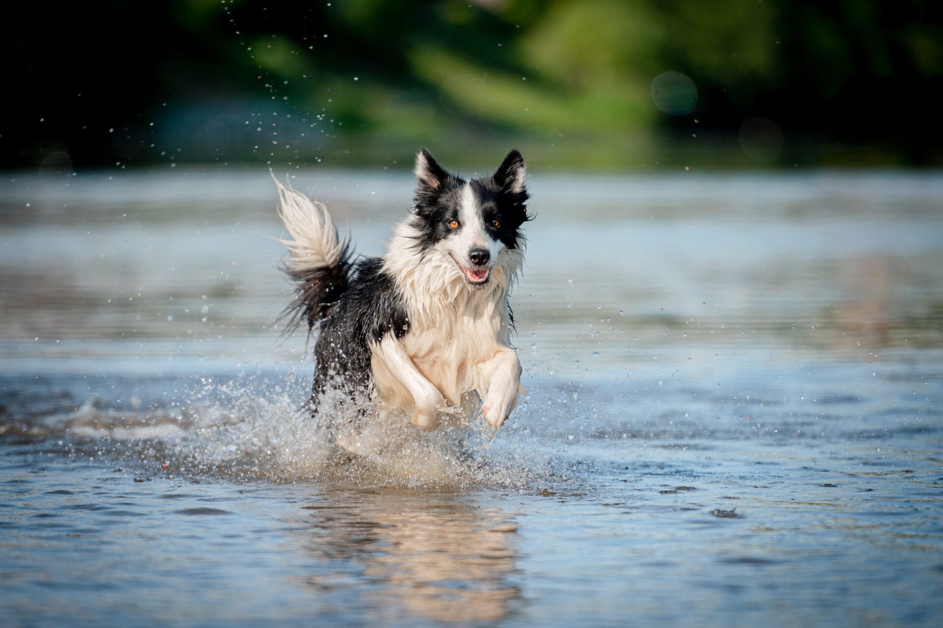 senior dog exercising in water by running