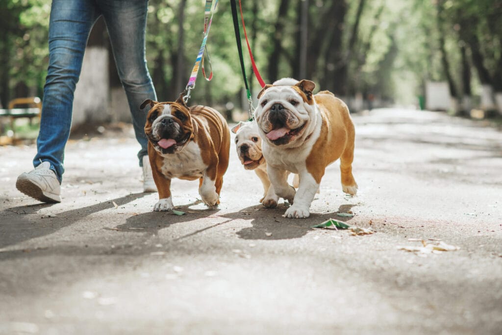 three bulldogs with wrinkles happily going on a walk