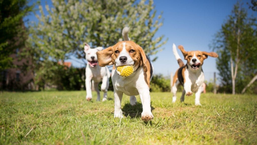 multiple dogs running outside and playing