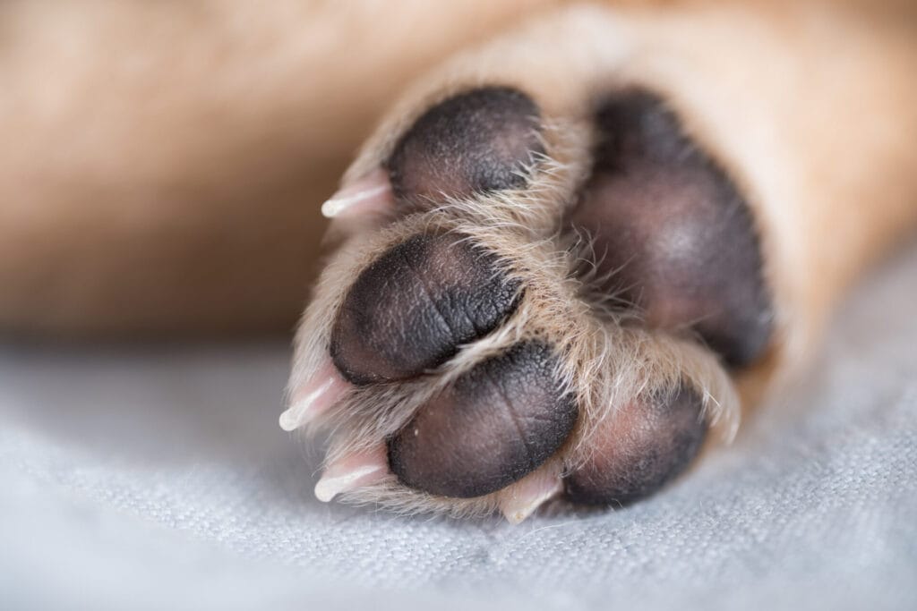 closeup of paws that smell like fritos