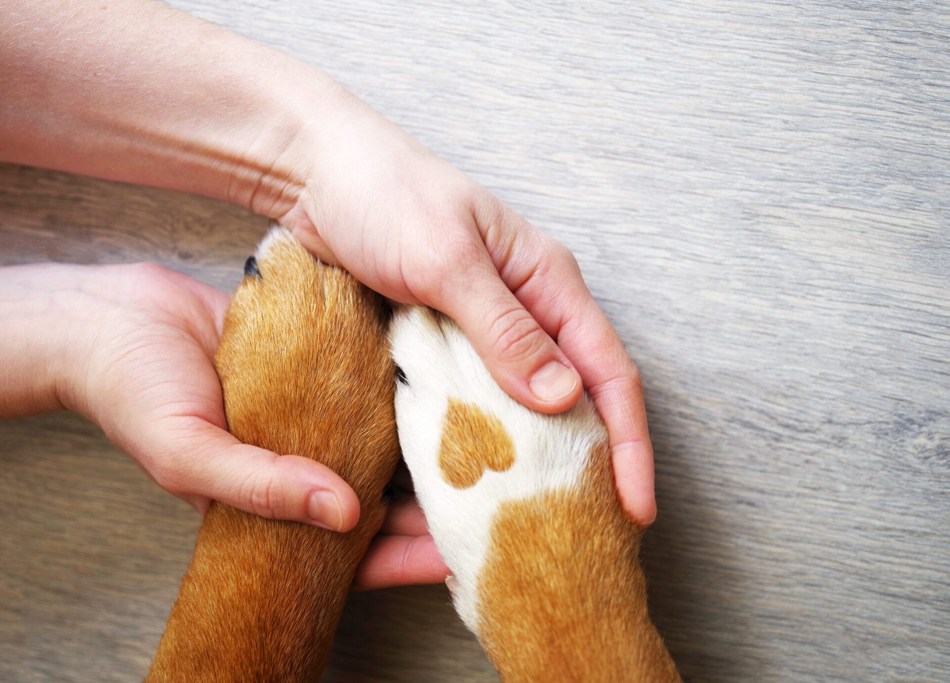 hands holding dog paws with nails