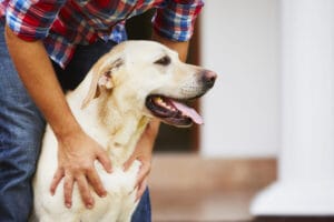 dog rewarded with pets from owner after recall training