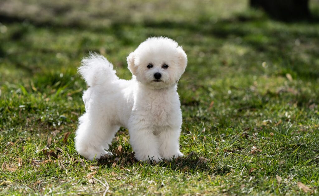 bichon frise, one of the easiest dog breeds to train, standing in the grass