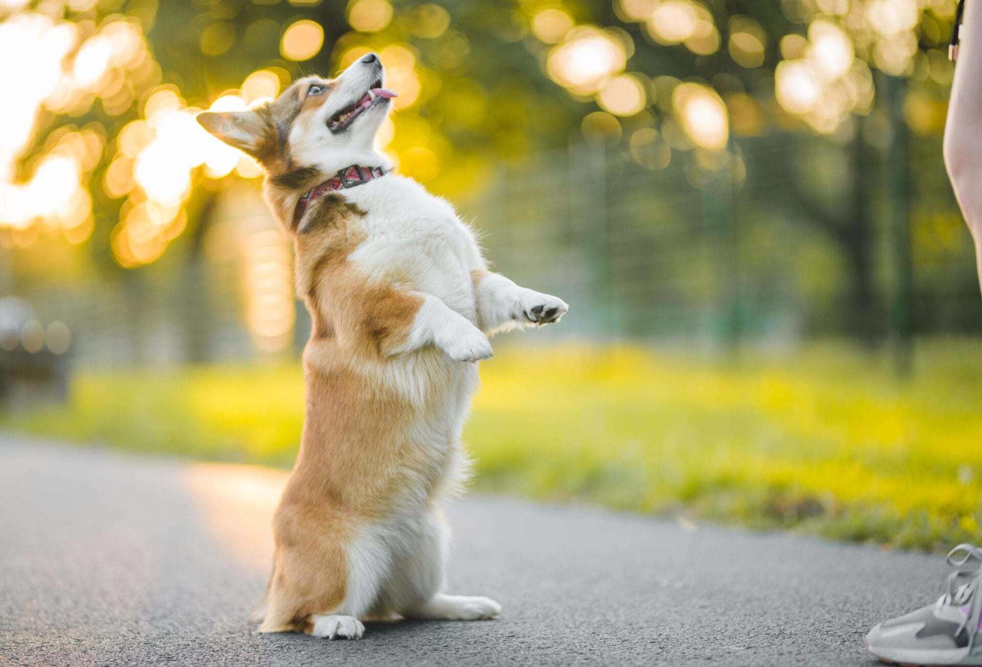 corgi dog trick training