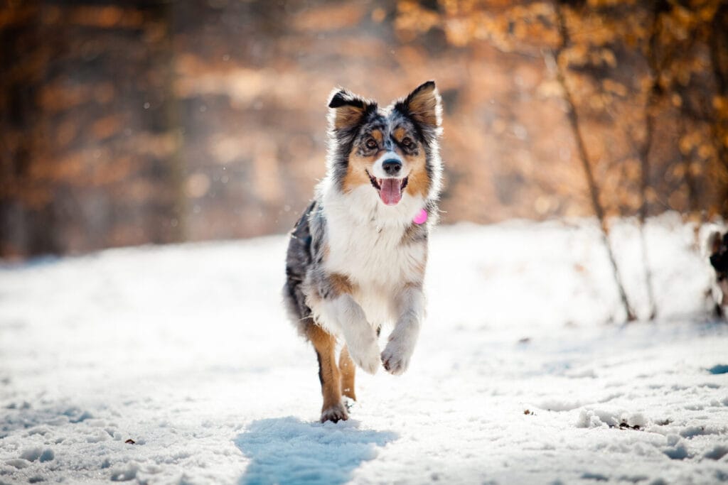 australian shepherd, one of the easiest dog breeds to train, running on a winter day