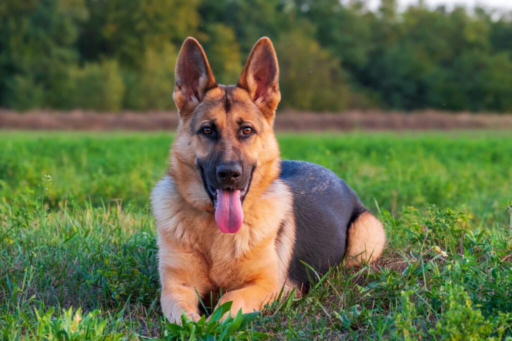 german shepherd, one of the easiest dog breeds to train, sitting in the grass