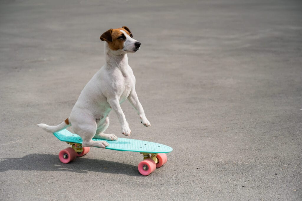 dog doing trick dog training