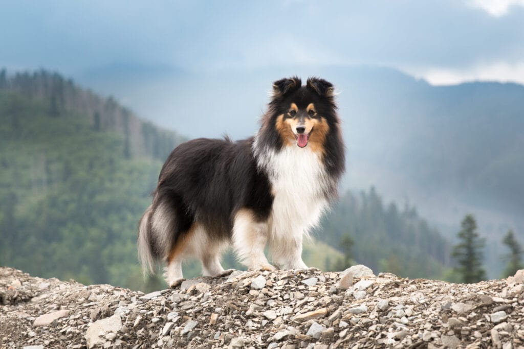 shetland sheepdog, one of the easiest dog breeds to train, standing on top of a cliff