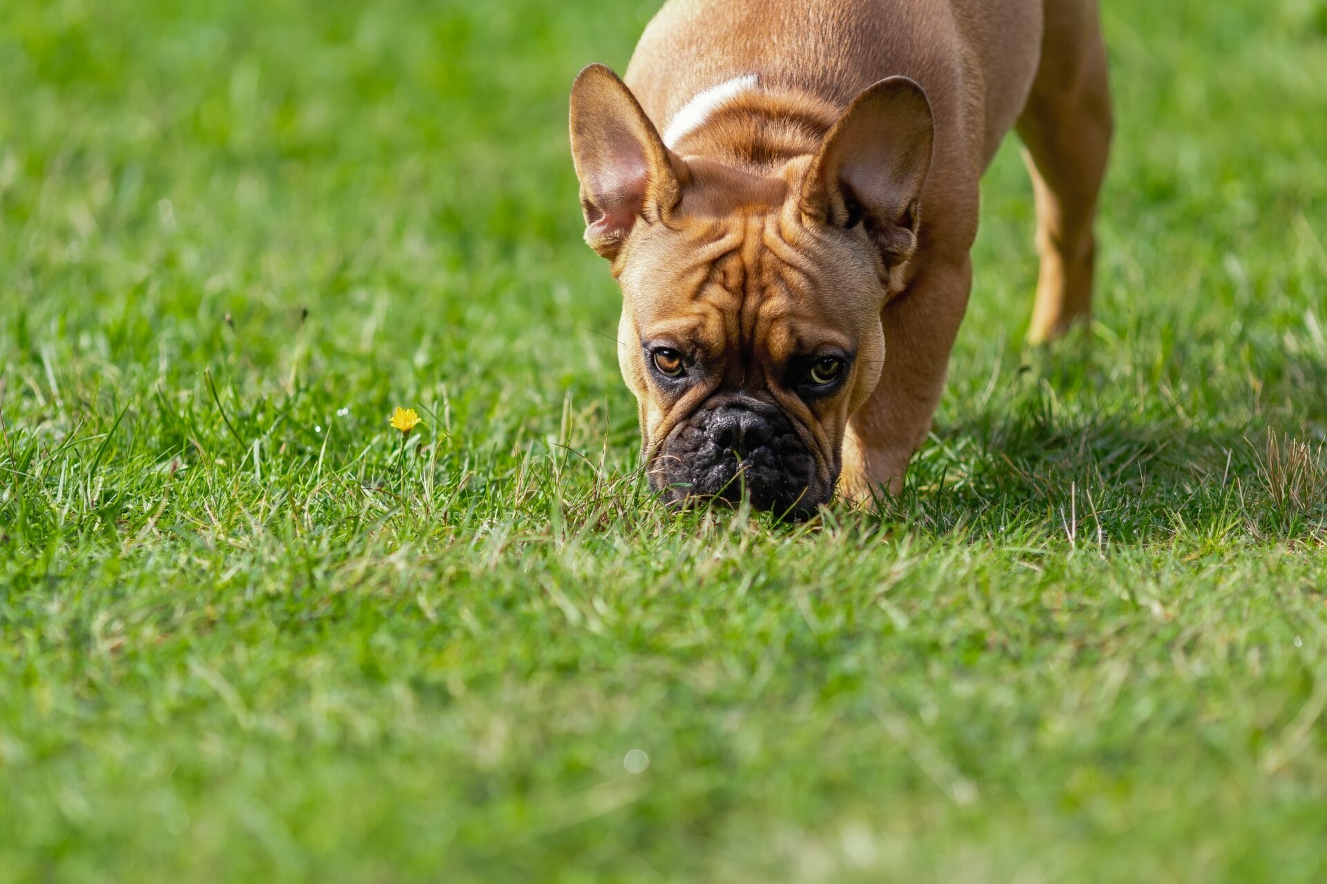 bulldog dogs eat grass outside