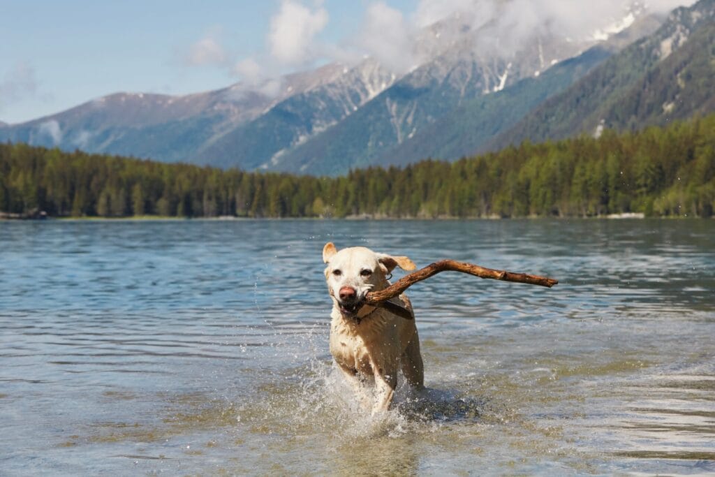 labrador retriever, one of the easiest dog breeds to train, retrieving a stick from the lake