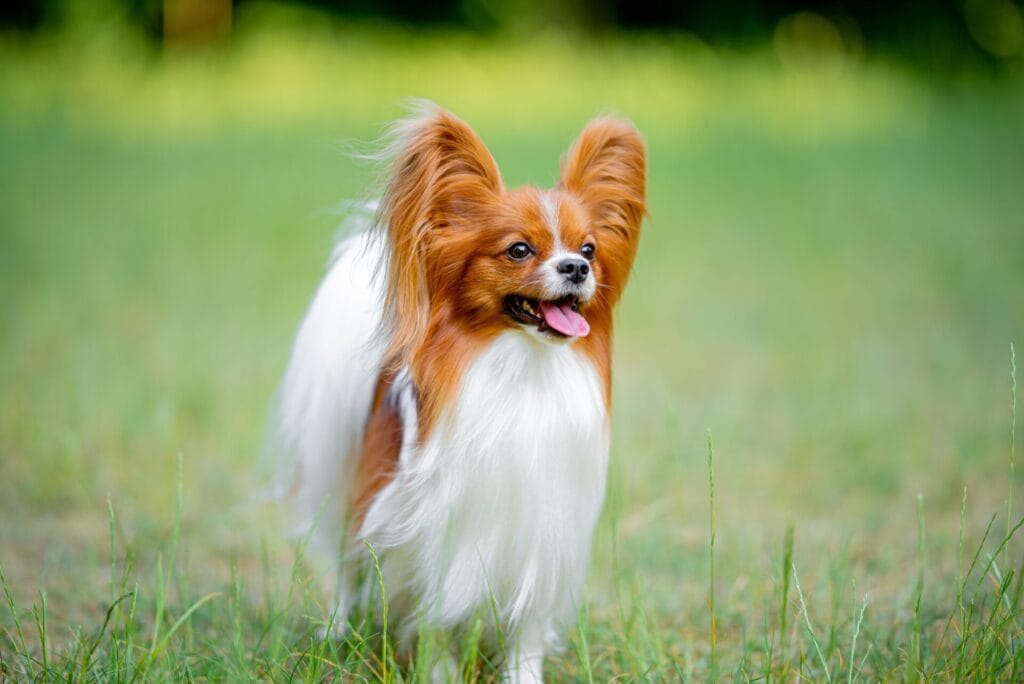 papillon, one of the easiest dog breeds to train, standing in the grass