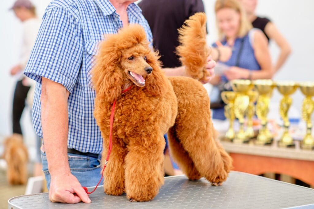 poodle, one of the easiest dog breeds to train, standing at a dog show next to owner