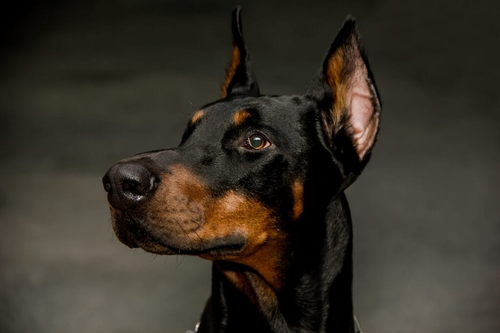 doberman, one of the easiest dog breeds to train, looking up