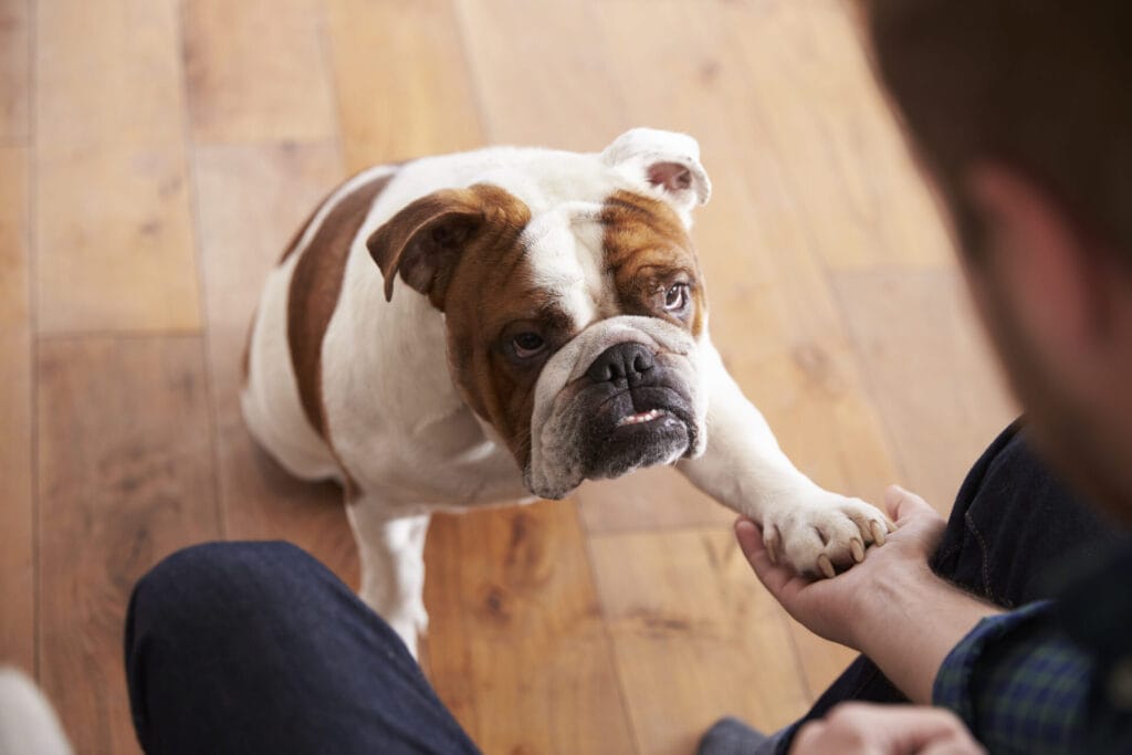 bulldog dog trick training with owner