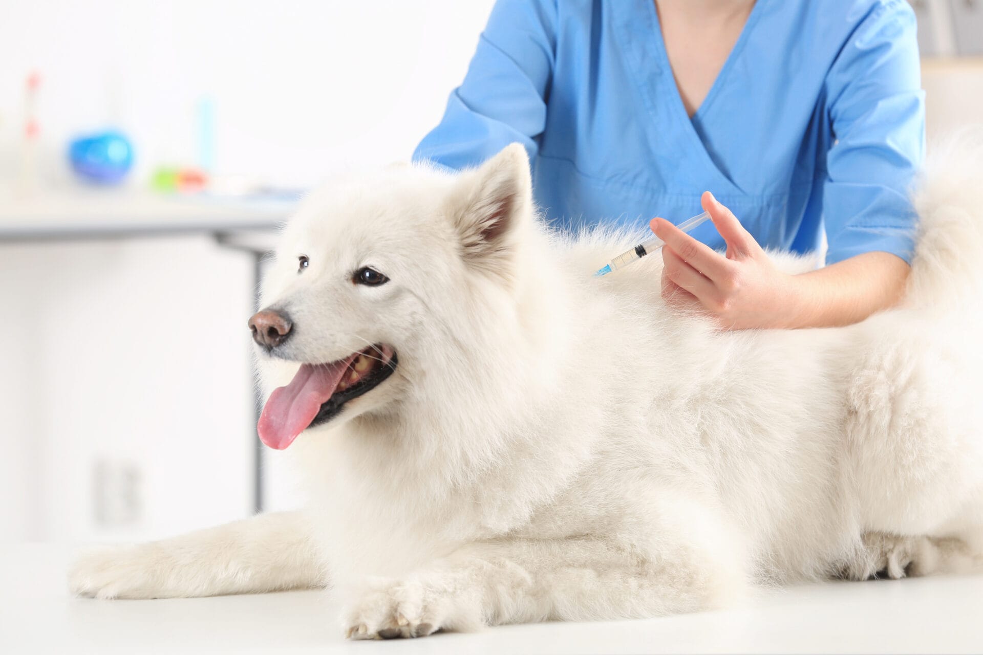 samoyed dog getting a vaccination at the vet