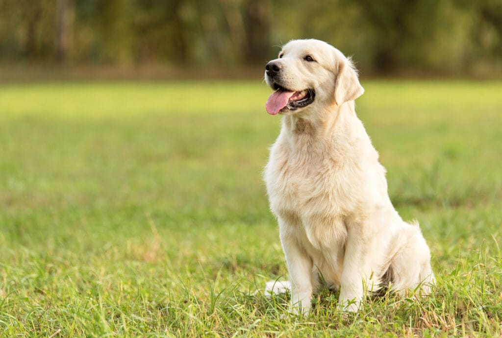 golden retriever, one of the easiest dog breeds to train, sitting