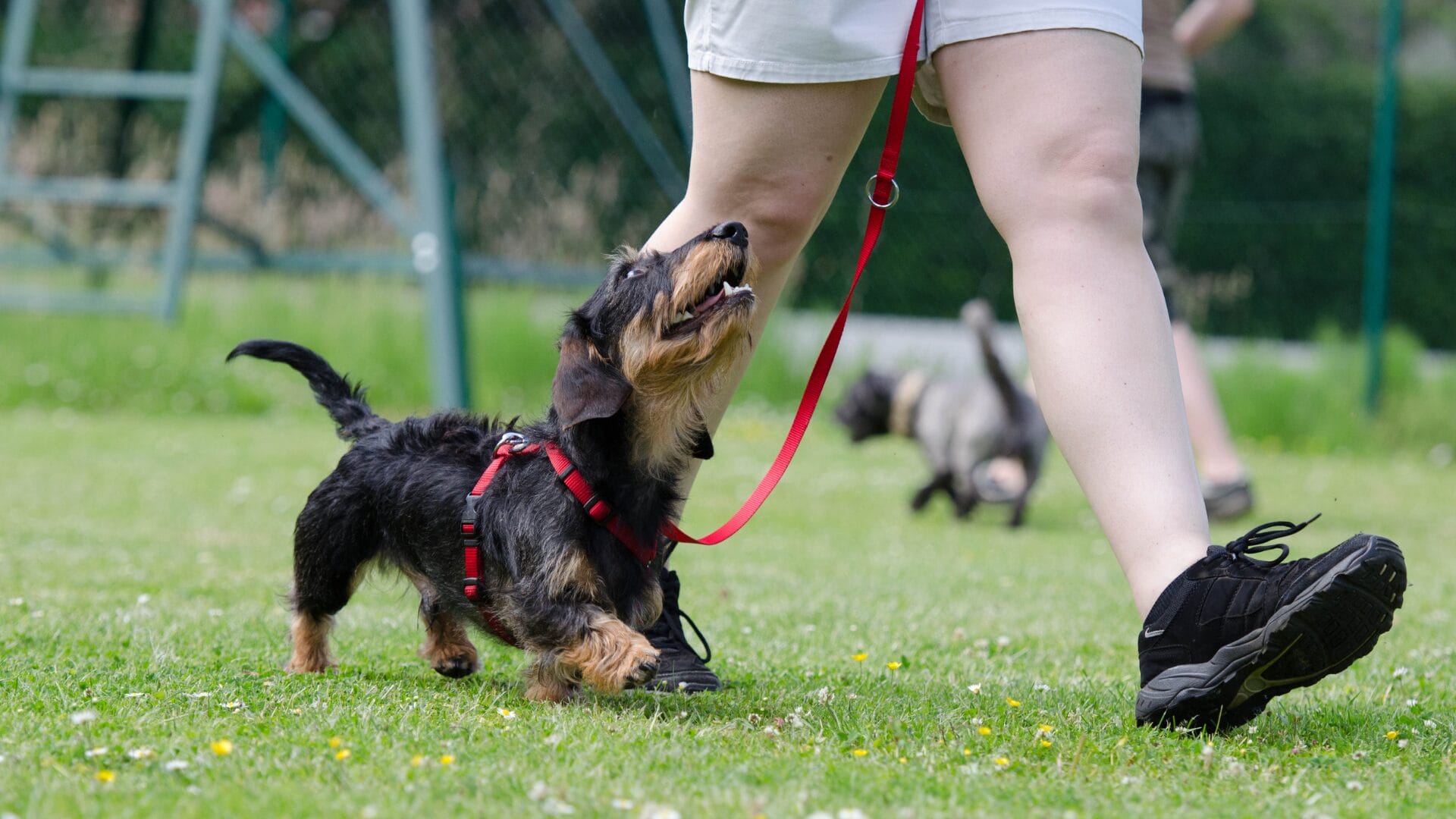 Dog Obedience Training