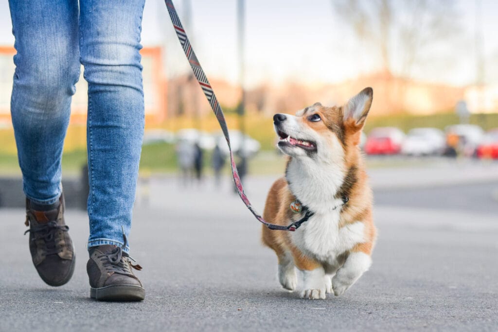 walking your dog on a leash next to human