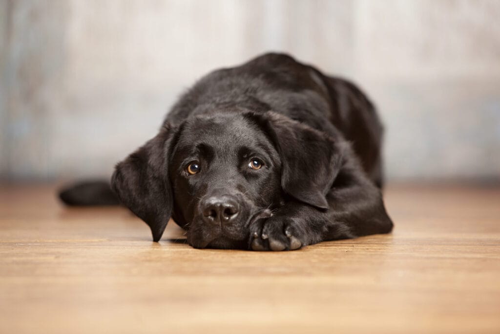 black lab having a dog seizure