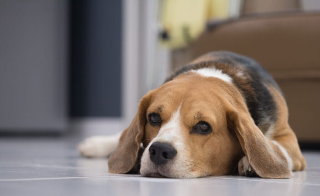 beagle having a dog seizure