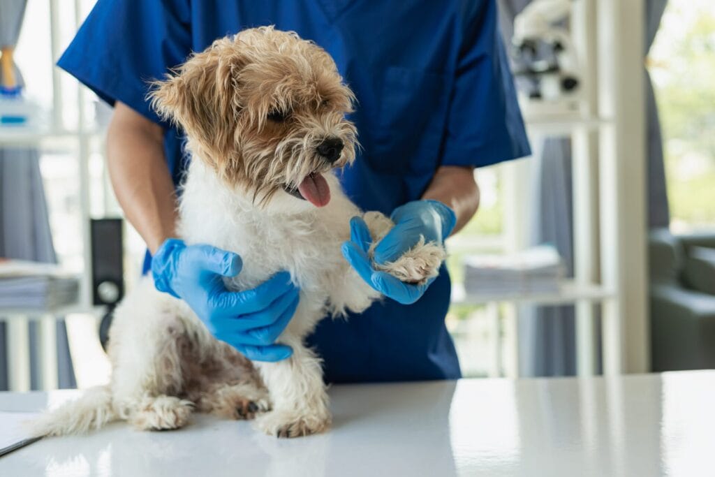 dog at the vet to check for dog seizures