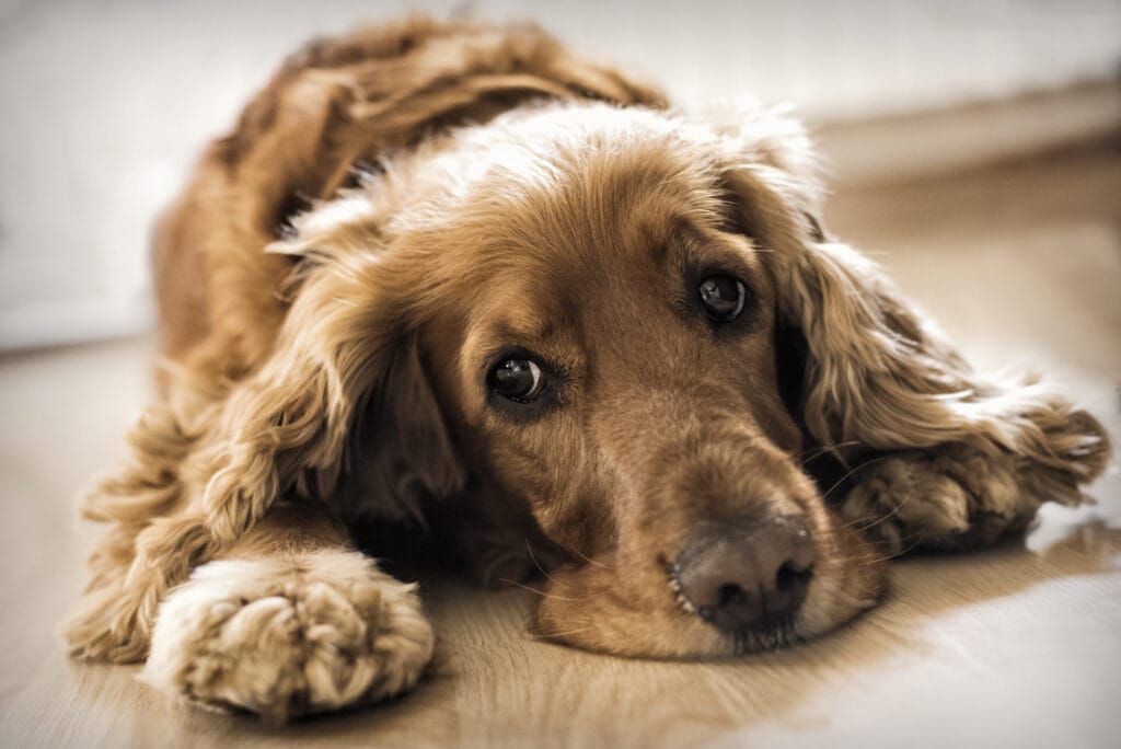 cocker spaniel having a dog seizure