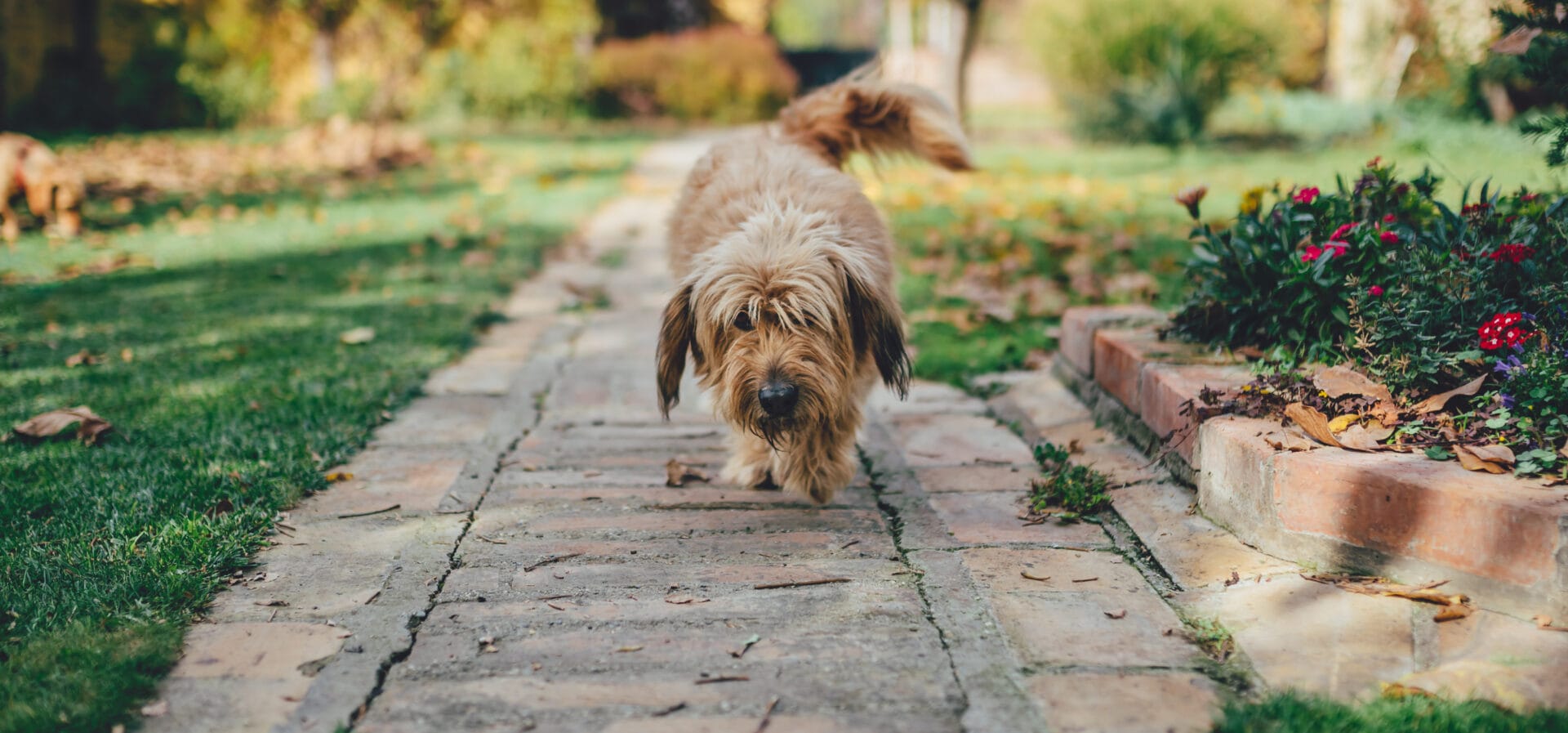 Dog on walking path at backyard garden