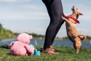 Dog jumping on legs