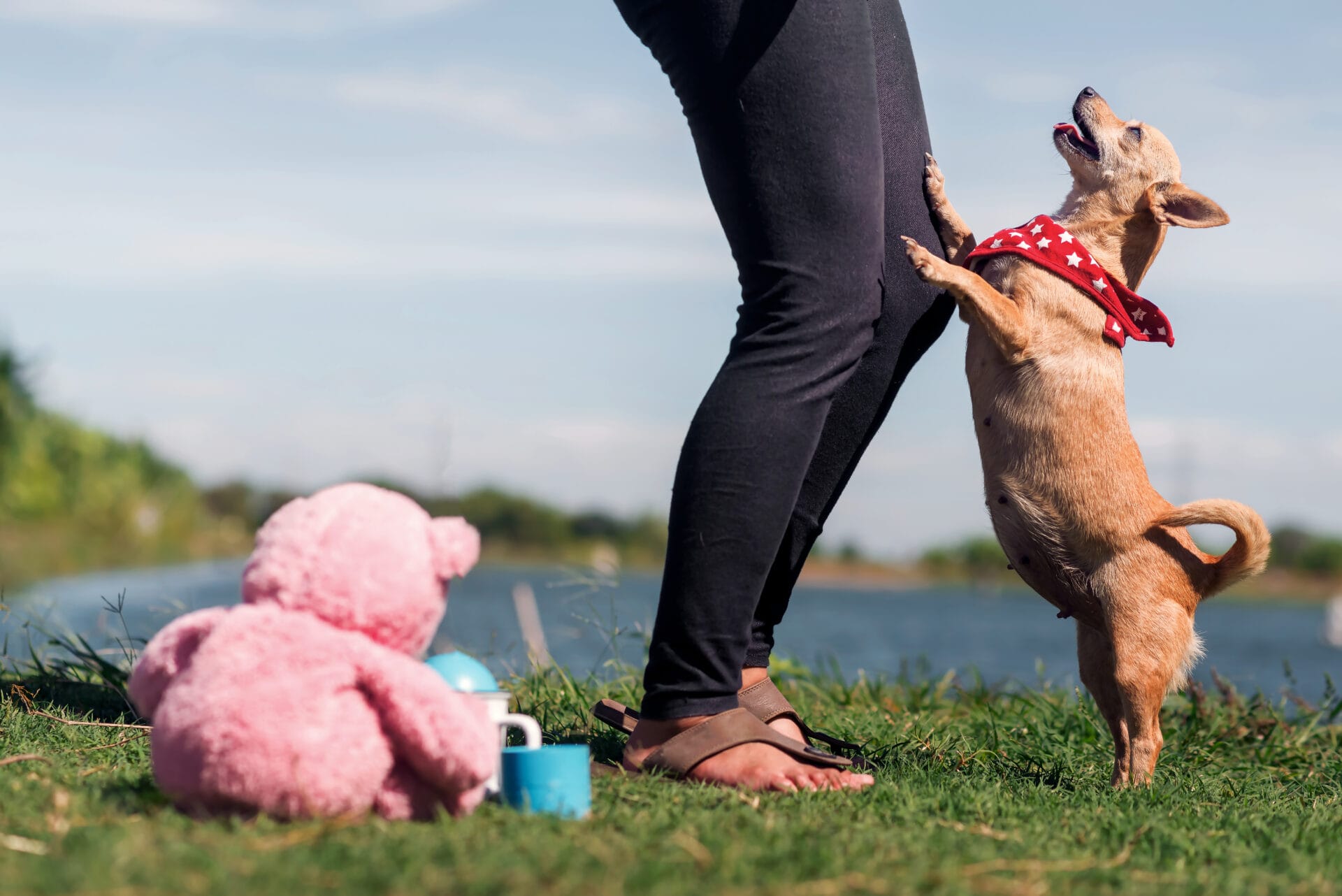 Dog jumping on legs