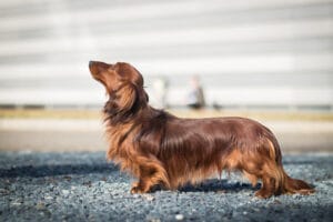 dachshund with a long back to represent back problems in dachshunds