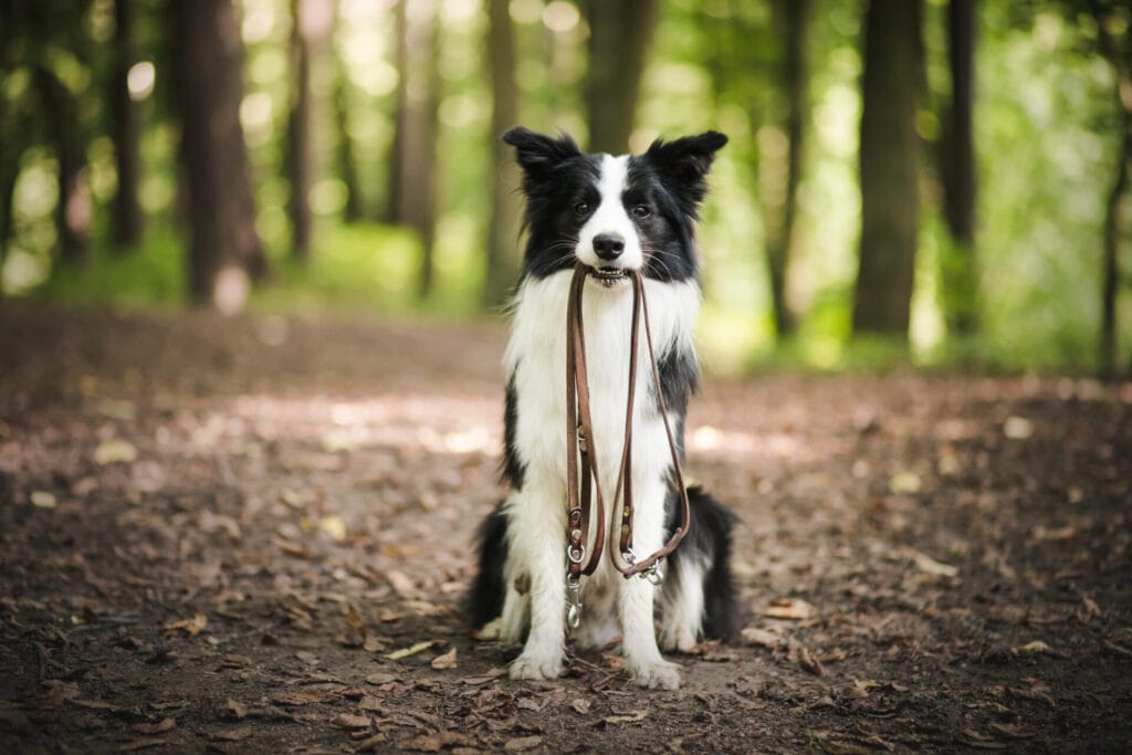 border collie with leash