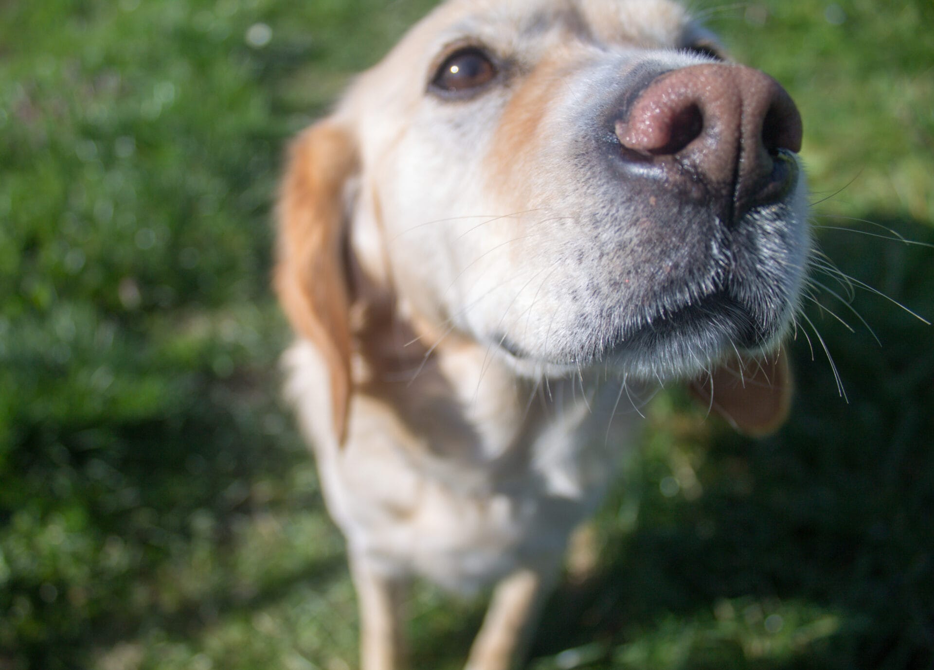 dog sniffing