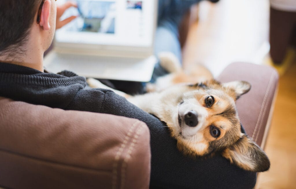 dog on owner working from home