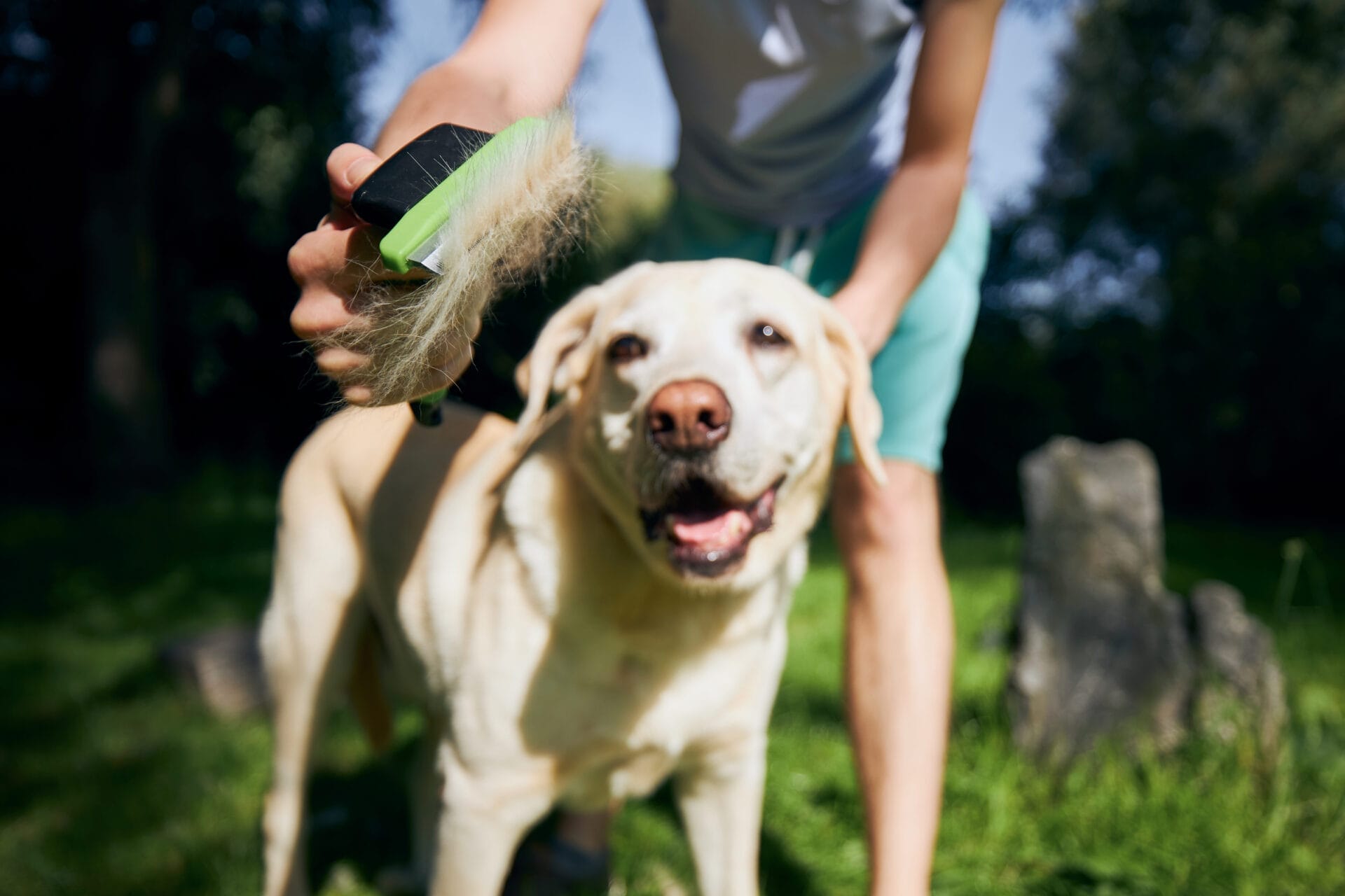 dog getting brushed