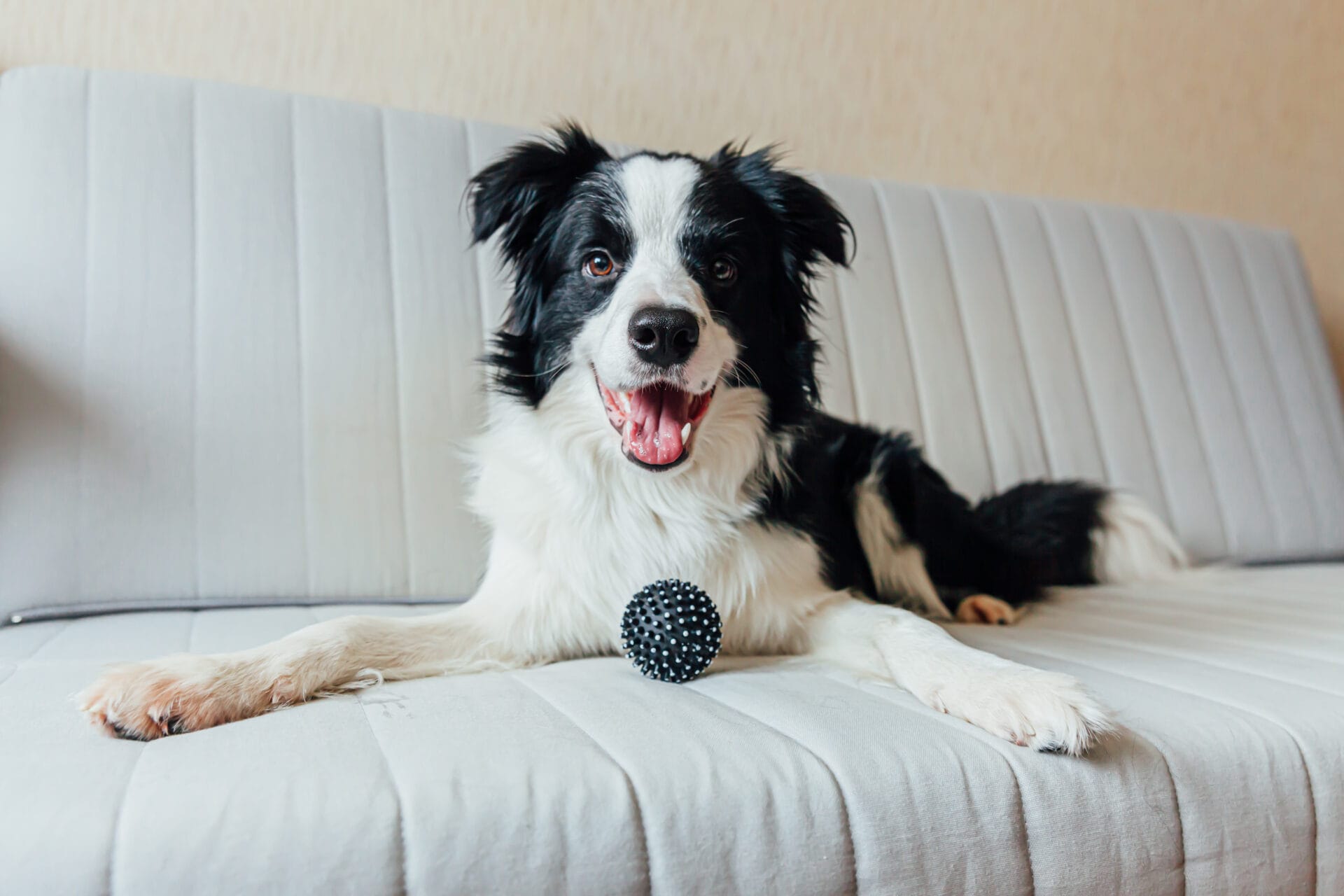 border collie playing with toy