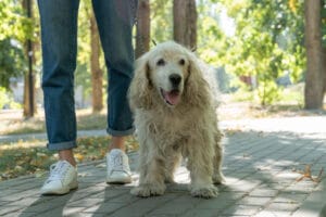 happy older dog on walk