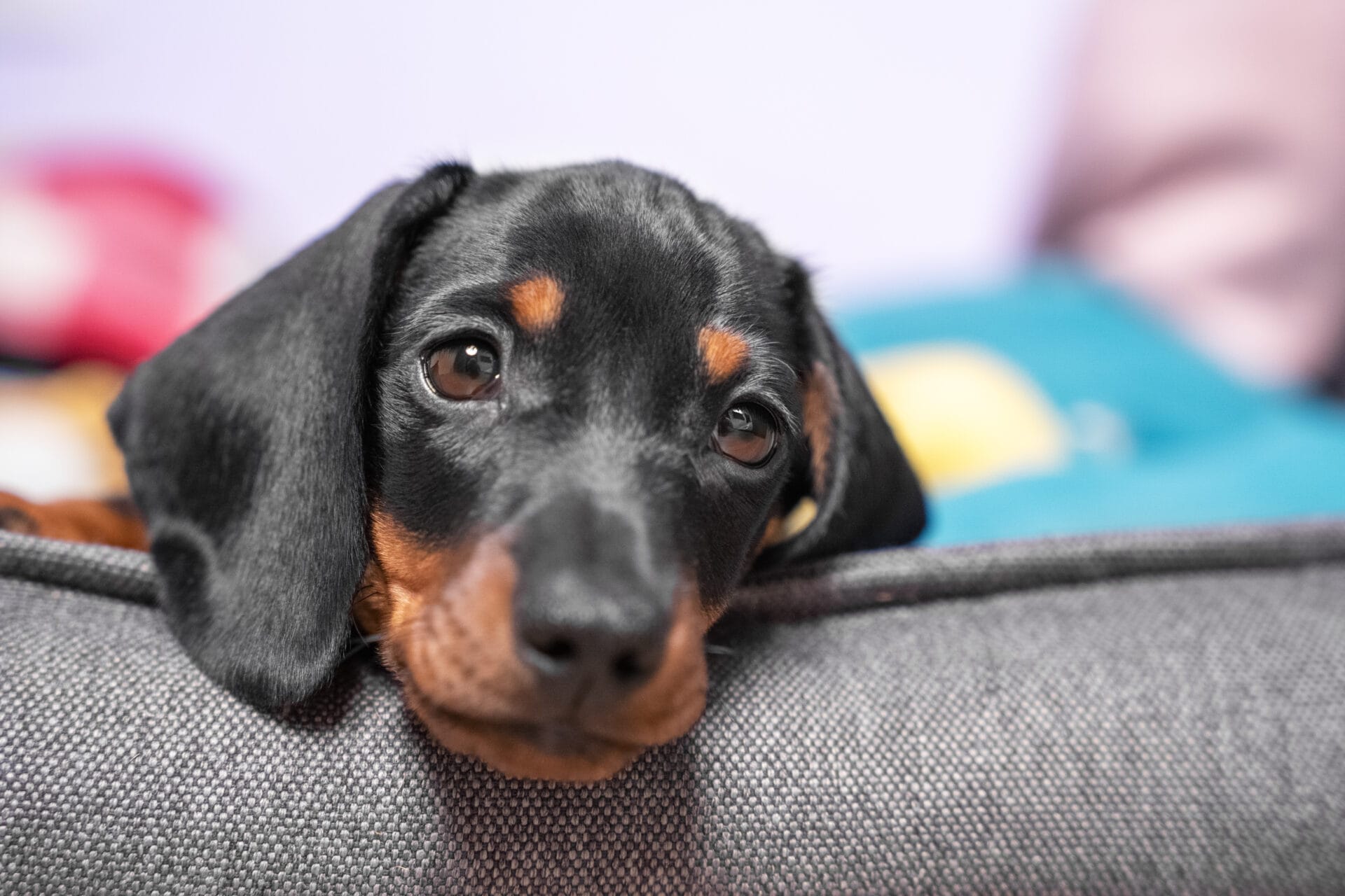 sad dog on couch