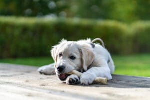 puppy chewing bone