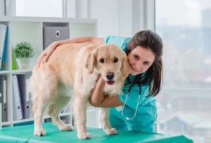 dog at the vet