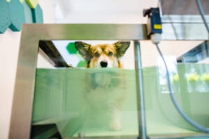 dog on water treadmill