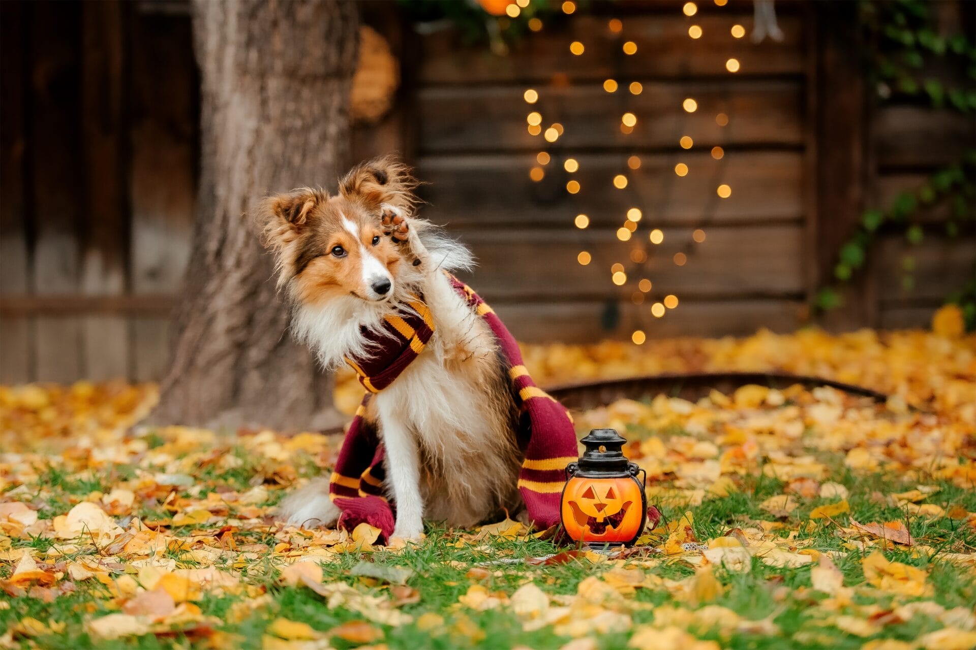 dog in halloween costume